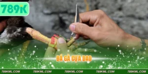 Đá gà cựa dao