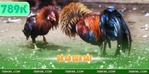 Đá gà cựa sắt