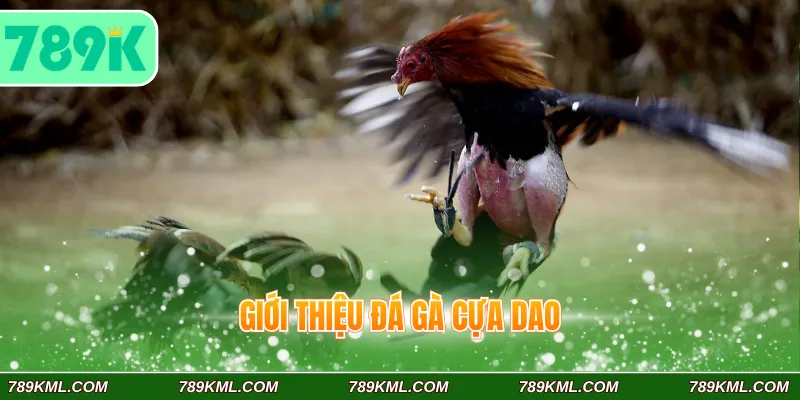 Đá Gà Cựa Dao 789K – Trải Nghiệm Đặt Cược Kịch Tính, Sôi Động 2 Giới thiệu đá gà cựa dao 789K